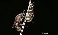 Nomia rubroviridis