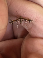 Geina tenuidactylus