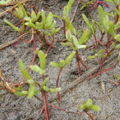 Atriplex dioica