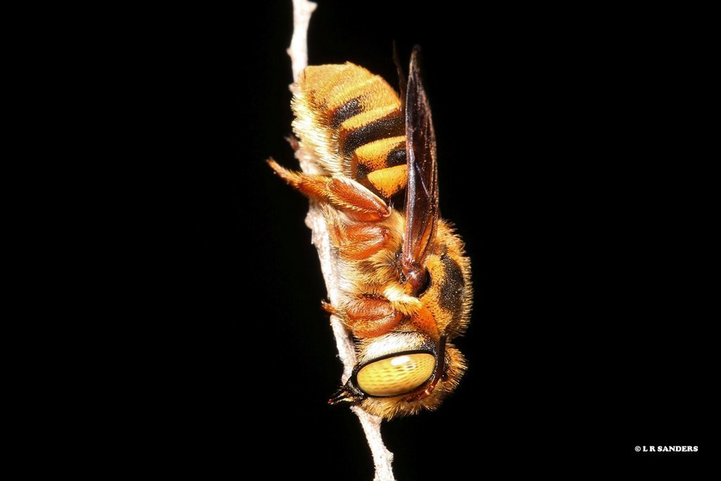 Megachile fulvopilosa
