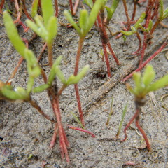Atriplex dioica