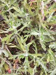 Eriophyllum lanatum lanatum