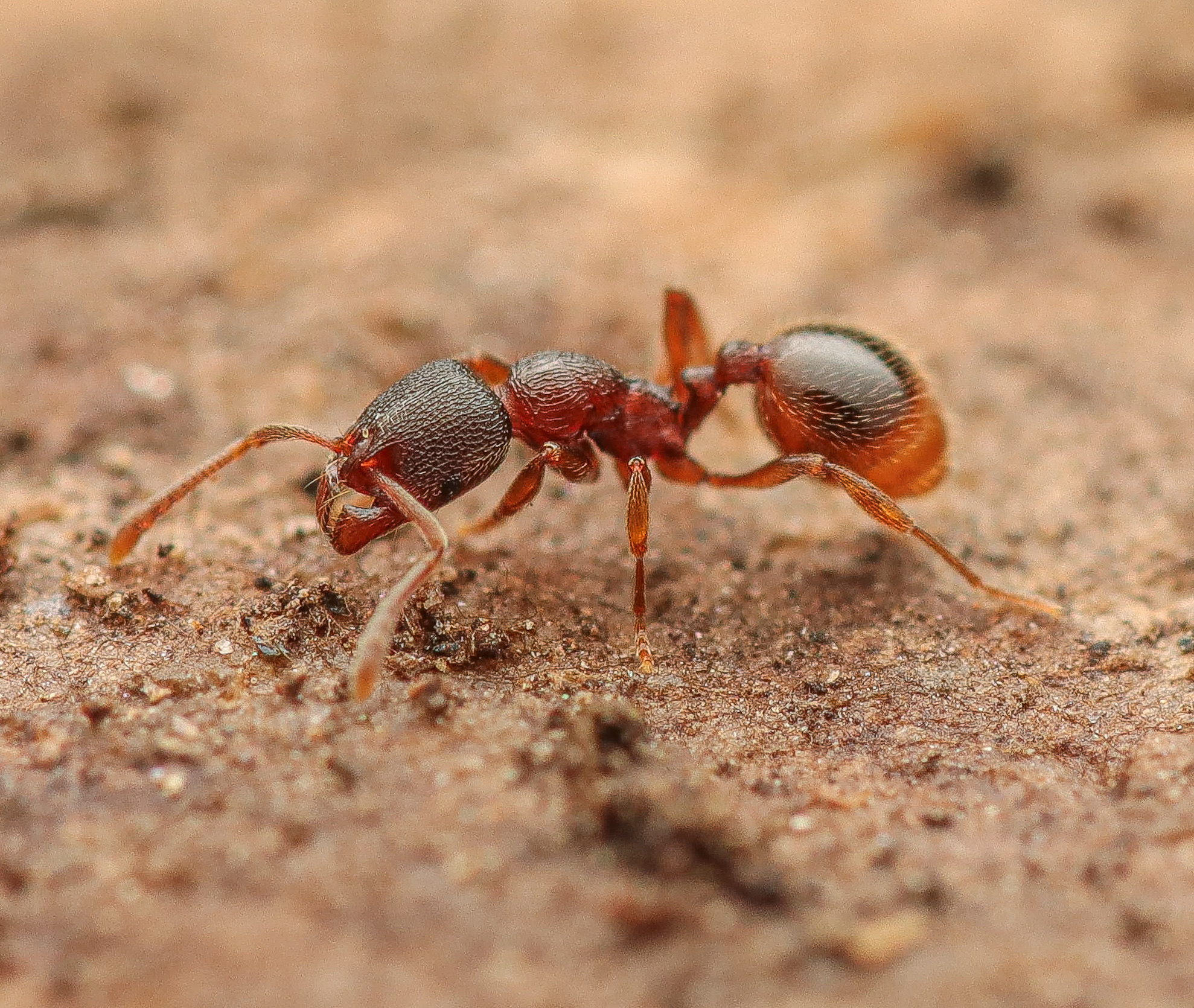 Stenamma chiricahua