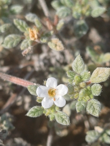 Tiquilia litoralis (Tiquilia litoralis)