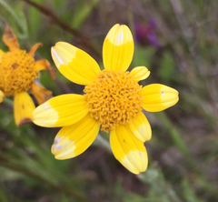 Eriophyllum lanatum lanatum