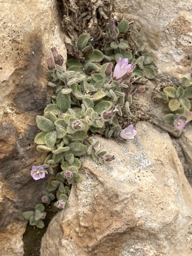 Campanula trichopoda
