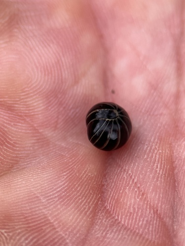Pill millipede