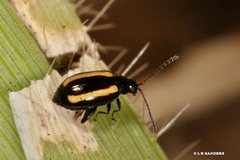 Phyllotreta undulata