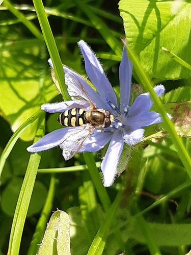 Migrant Hover Fly, 6744 PE Ederveen, Nederland, photo 8 of 10