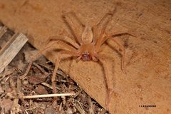 Neosparassus macilentus