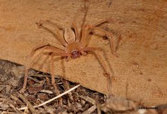 Neosparassus macilentus