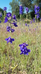 Delphinium hesperium