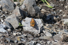 Polygonia satyrus