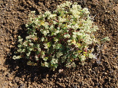 Euphorbia origanoides