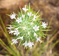 Navarretia intertexta