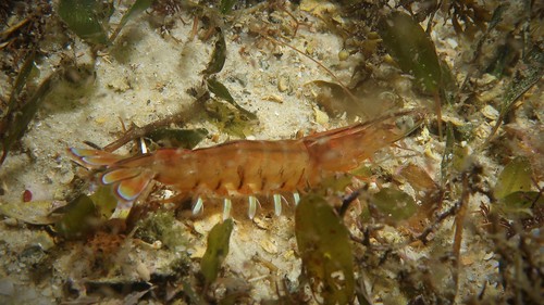 Eastern King Prawn