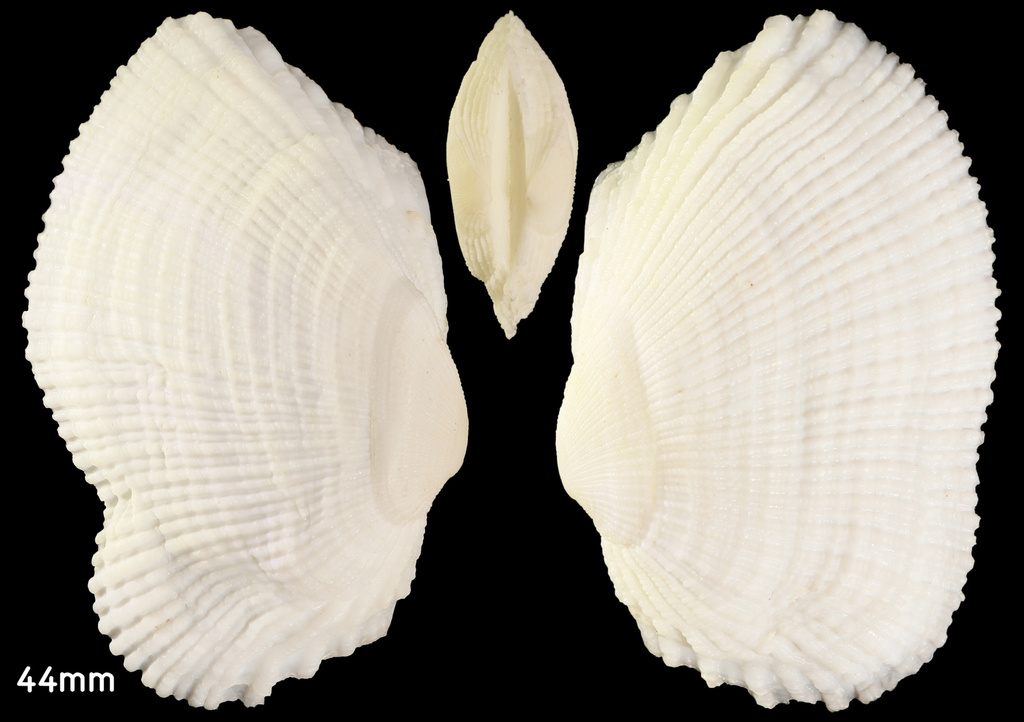 Cucullaearca complanata