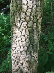 Fraxinus biltmoreana