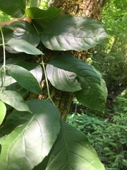Fraxinus biltmoreana