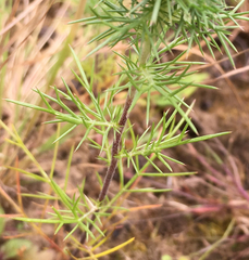 Navarretia intertexta