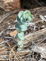 Streptanthus barbatus