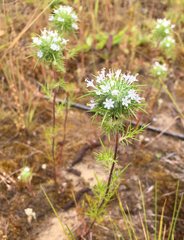 Navarretia intertexta
