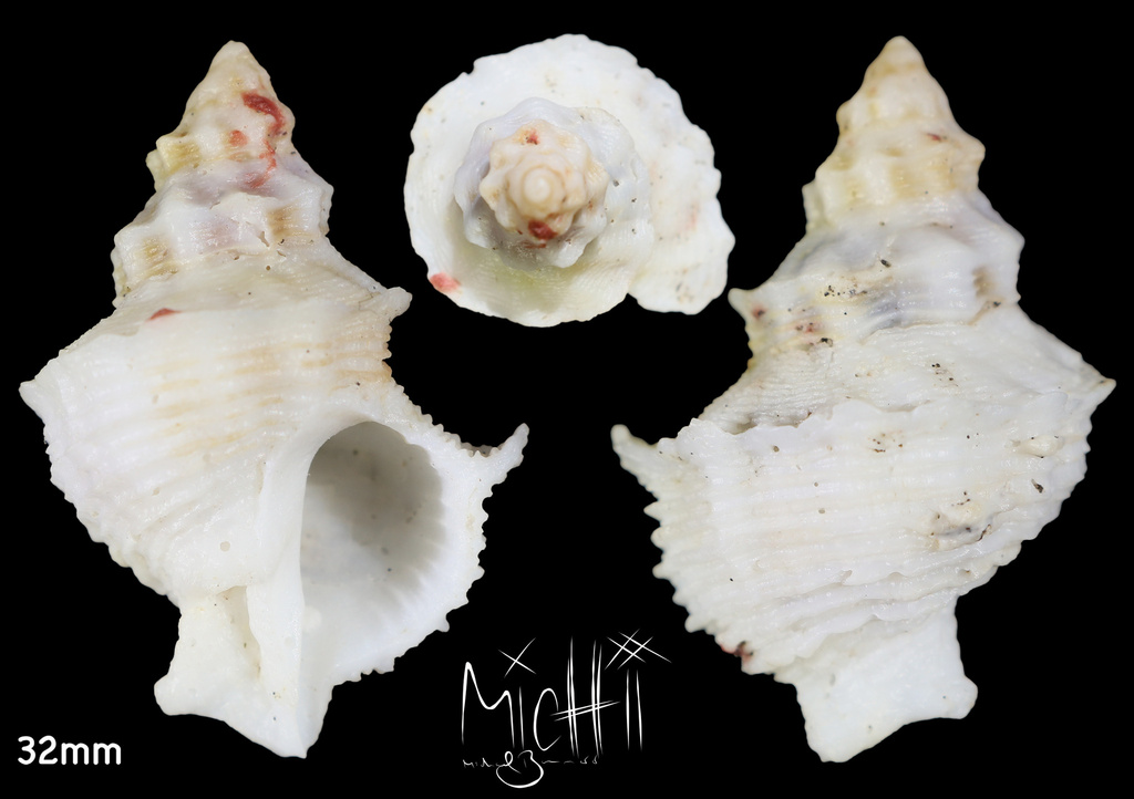 Babelomurex cariniferus