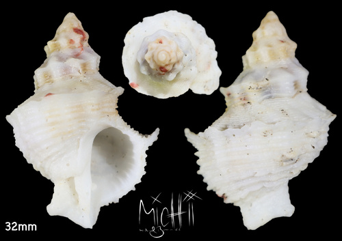 Representative image of Babelomurex cariniferus