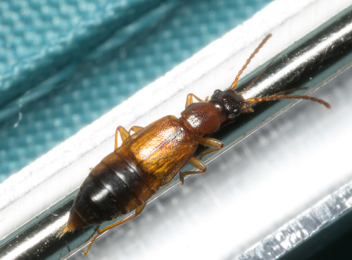 Anthophage carabique