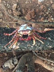 Grapsus grapsus