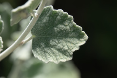 Malacothamnus niveus