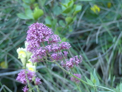 Centranthus