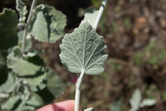 Malacothamnus niveus