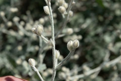 Malacothamnus niveus