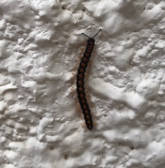 Helicorthomorpha