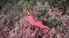 Rhynchocinetes serratus