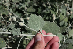 Malacothamnus niveus