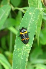 Cosmoscarta abdominalis