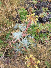 Dudleya greenei