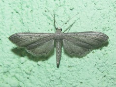 Euacidalia quakerata