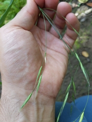 Bromus laevipes