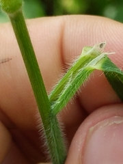 Bromus laevipes