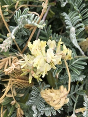 Astragalus miguelensis