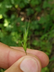 Bromus laevipes