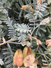 Astragalus miguelensis