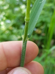 Bromus laevipes