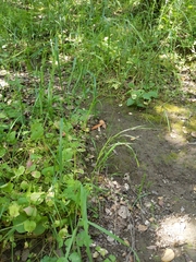 Bromus laevipes