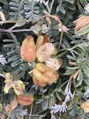 Astragalus miguelensis