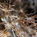 Choreocolax polysiphoniae - Photo (c) Pierre Corbrion, algunos derechos reservados (CC BY-NC-SA), subido por Pierre Corbrion