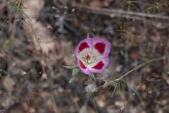 Clarkia speciosa
